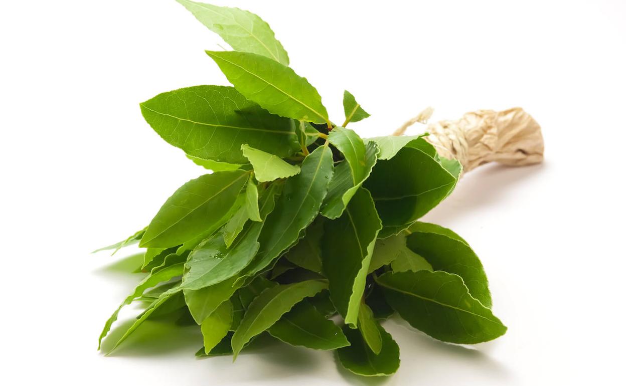 Los secretos del laurel: Usos más allá de la cocina | El Correo